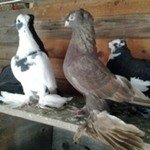 ВагоСеверокавказкие бойные голуби