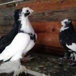 семьяАрмавирские бойные голуби