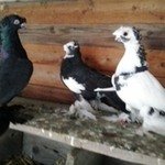 соколикАрмавирские бойные голуби