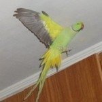 АрчикОжереловый попугай