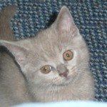 СоняШотландская вислоухая кошка (Скотиш фолд)