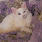 БельчикБалинезийская кошка