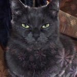 ДымаШартрез (Картезианская кошка)