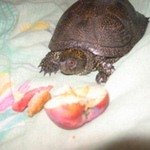 Тафи [умер 23.05.2010]Европейская болотная черепаха