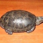 БолотнаяЕвропейская болотная черепаха