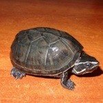 Мускусная-1Мускусные черепахи