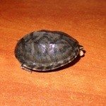 Мускусная-2Мускусные черепахи