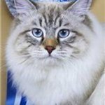 Че Гевара Сибирский СамоцветНевская маскарадная кошка