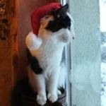 CosmoНорвежская лесная кошка