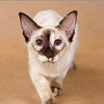 балинез, балийская кошка