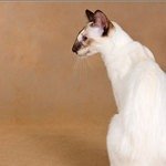 балинез, балийская кошка