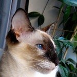 балинез, балийская кошка - цвет глаз