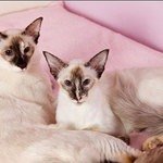 балийские кошки: мама и дочь