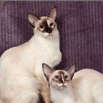 балийские кошки: мама и дочь