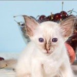 котенок балийской кошки 6 недель