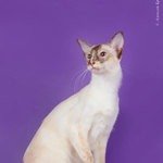 балийская кошка или балинез