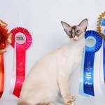 Балийская кошка - титулованная особа