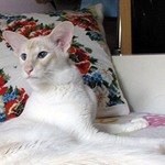 Балинез - кот для дома
