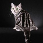 LANCELOTАмериканская короткошерстная кошка