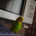 кешаВолнистый попугай