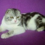 Leonard little PrinceШотландская вислоухая кошка (Скотиш фолд)