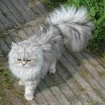 Янис-Мартин Silver MoonПерсидская кошка