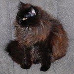 ГермионаШотландская длинношерстная кошка (Хайленд-страйт)