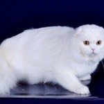 СенаторШотландская длинношерстная вислоухая кошка (Хайленд фолд)
