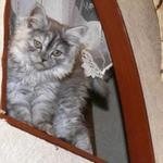 Beautifold Ink HeartШотландская длинношерстная кошка (Хайленд-страйт)