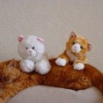 Тася и игрушечные котята