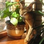 OCTAVIANTE ASSOIIАбиссинская кошка