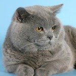 Барон БисмаркБританская короткошерстная кошка