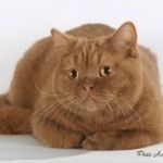 Инфанта МарияБританская короткошерстная кошка