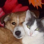 это моя собачка Кнопа и кот Дымок