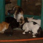 Мотя Брошка и Багира с соседскими кошками 