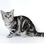 http://american-cats.ru/Американская короткошерстная кошка