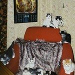 Кресло в котятах :)