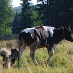 Карма и корова