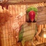 РомаАлександрийский попугай