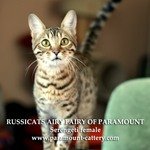 Russicats Airy Fairy of ParamountСеренгети