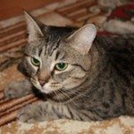 Макс фон ШтефаницАмериканская короткошерстная кошка