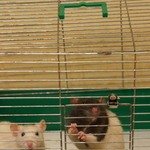 Свободу крысам