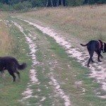 Две черные собаки