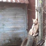 Собака, которая живет на территории клиники