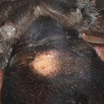 Brachypelma emilia рваное брюшко