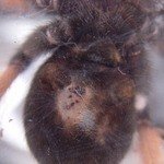 Brachypelma emilia  шрам а брюшке