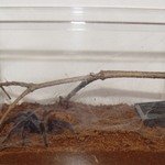 новый дом Chromatopelma cyaneopubescens