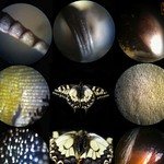 бабочка под микроскопом
