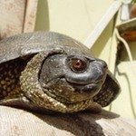 Славик (выпущен на свободу 6 октября 2007г.)Европейская болотная черепаха