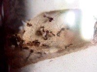 муравьиные будни жнецов